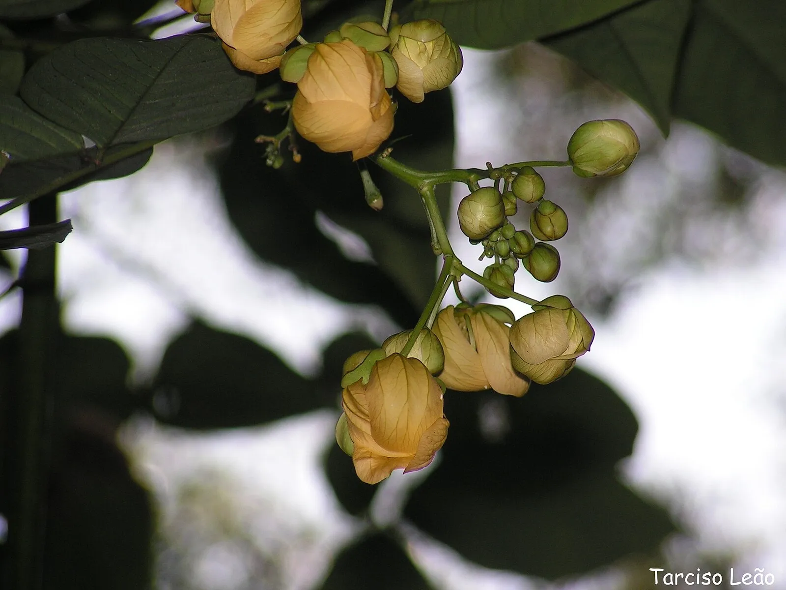 São Lourenço da Mata